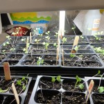 week 3 seedlings