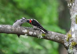 downy woodpecker fledgling